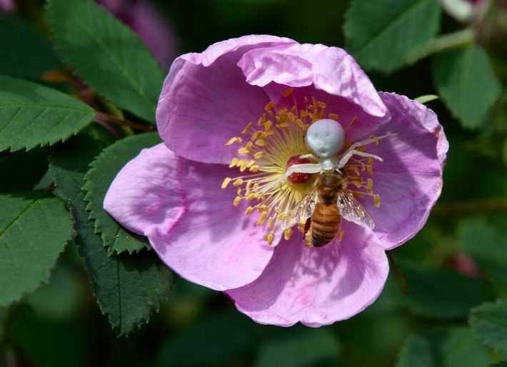 wild-rose-honey-3-710x514
