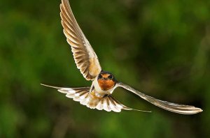 songbirds_birding_basics