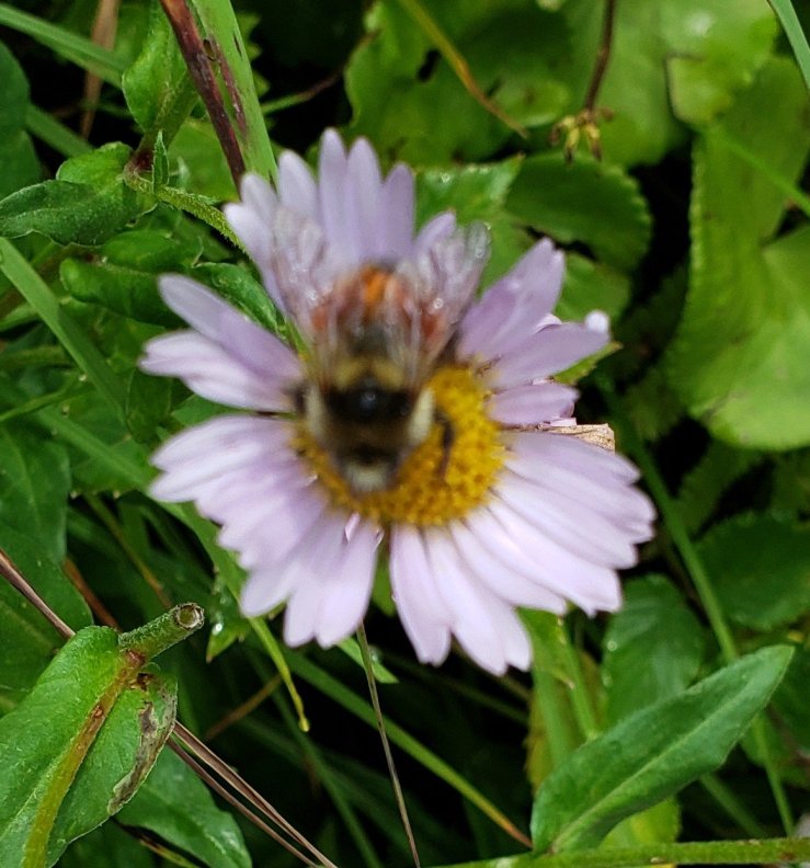 Bee upon flower