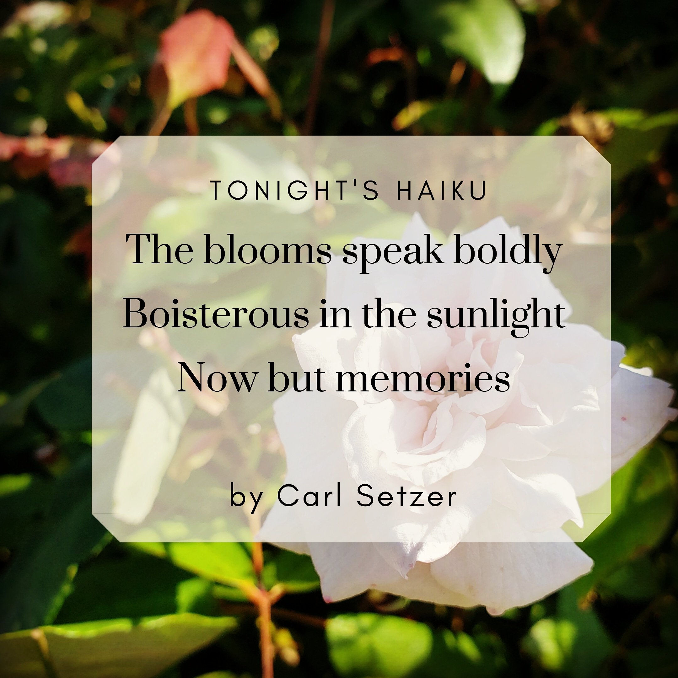 Tonight's haiku, Seotembet 23, 2019 The blooms speak boldly, Boisterous in the sunlight,
Now but memories