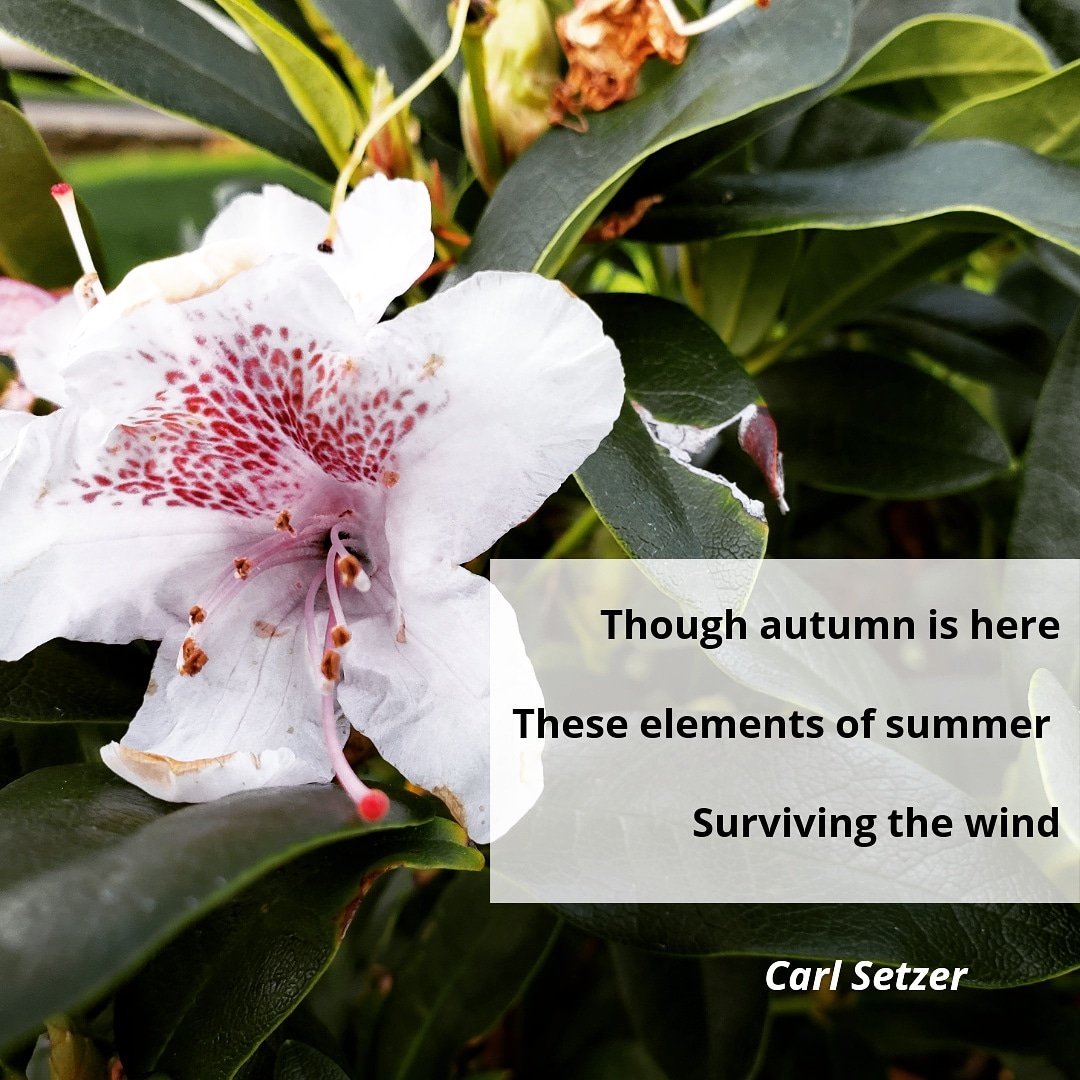 Summer's Remnants Summer's Remnants: A Haiku