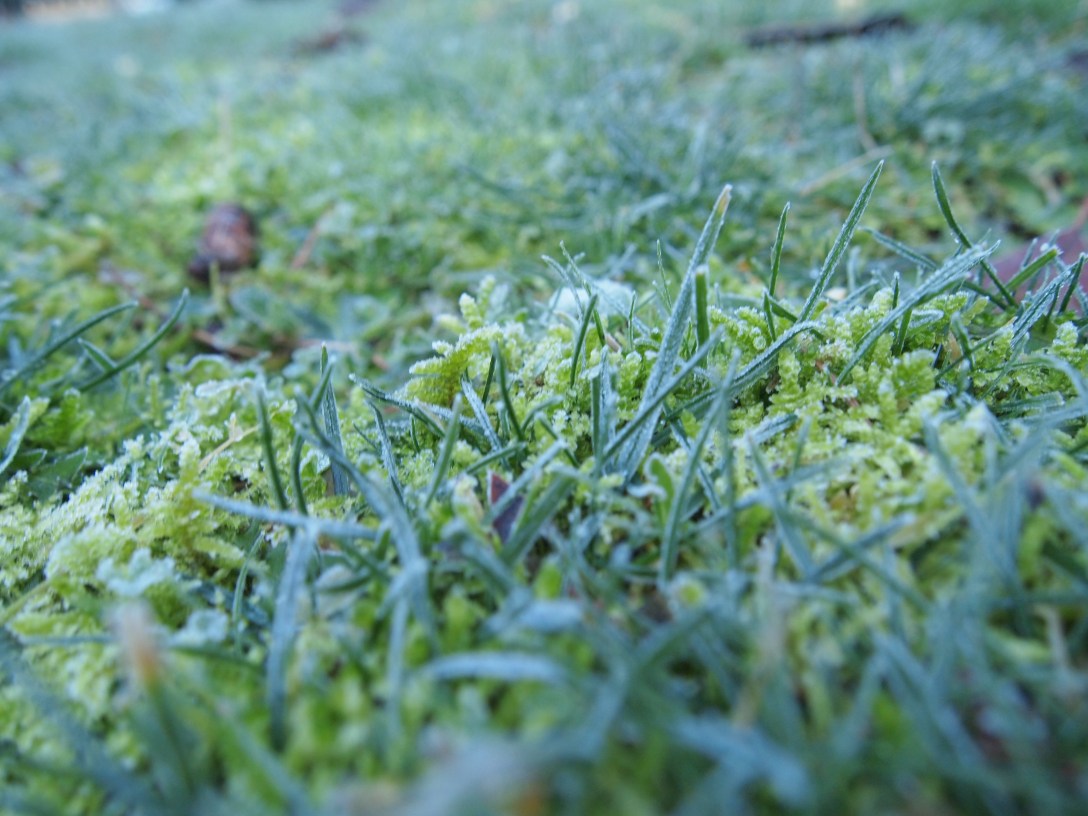 Frost on the Grass