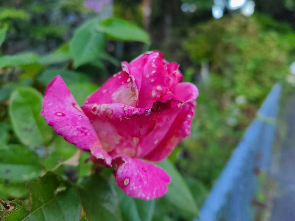 Rose in the rain