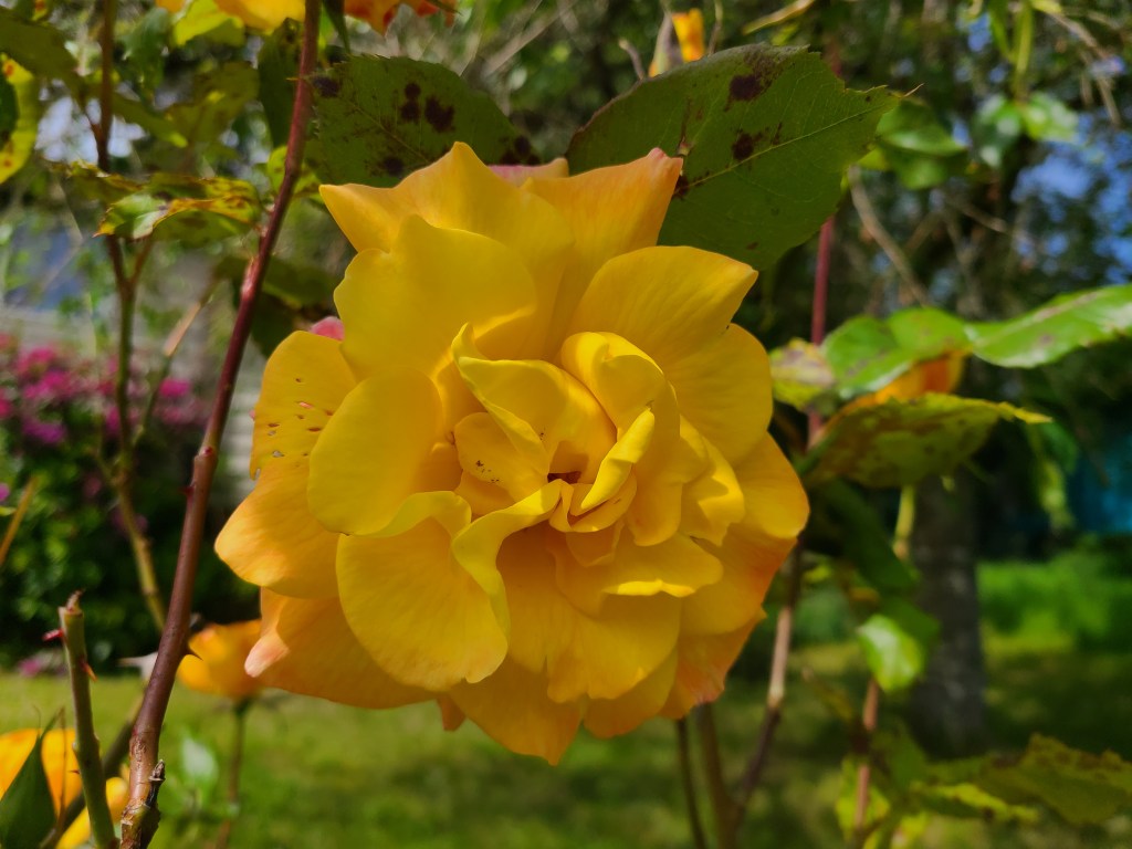 Yellow Rose