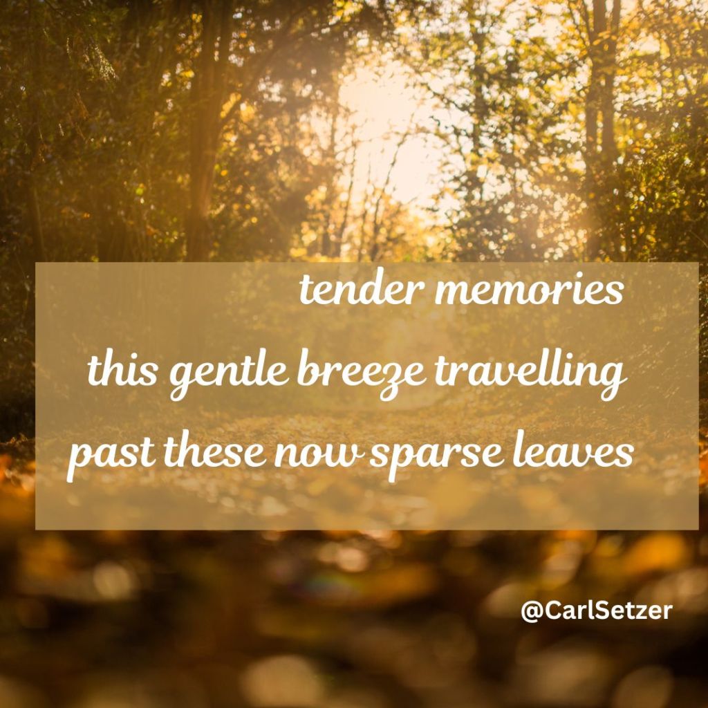 Today's haiku:
tender memories
this gentle breeze travelling
past these now sparse leaves