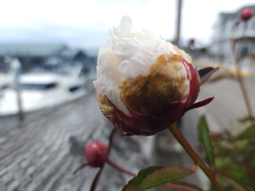Rose bud along the waterfront